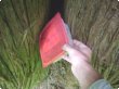 Finding a Letterbox