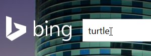 Search for 'turtle'