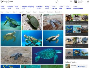 Bing image search