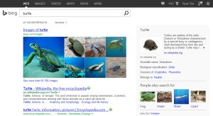 Web search results